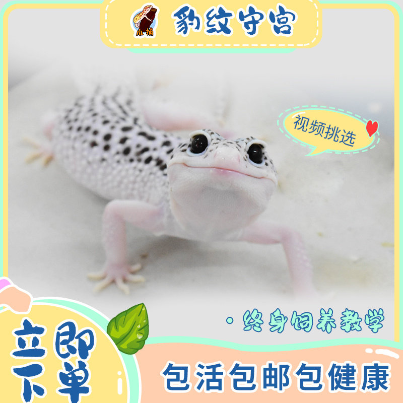 豹纹守宫蜥蜴肥尾爬宠银河白酒温顺小型活物入门新手可爱好养宠物