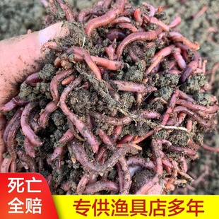 散装蚯蚓活饵大号特大二号龟料太平二号盒装蚯蚓苗钓鱼红虫鲫鱼饵