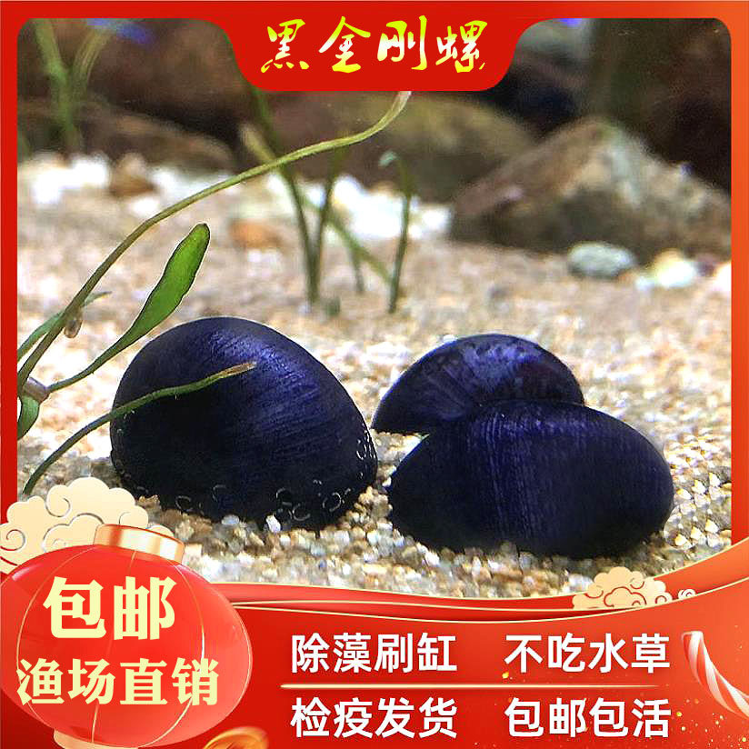 黑金刚螺活体观赏淡水除藻刷缸神器草缸清洁工具螺宠物不吃水草,宠物/宠物食品及用品,鱼,淘宝优惠券,粉丝福利购,淘宝优惠卷