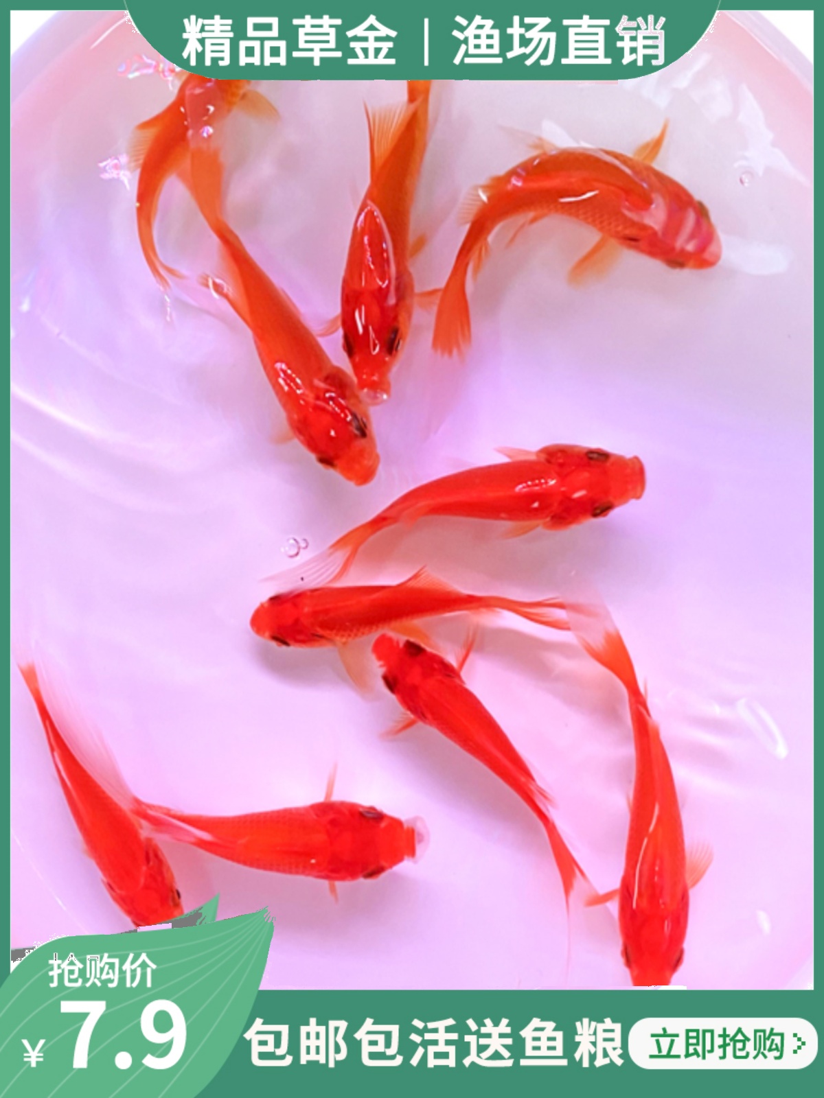 金鱼活体草金鱼小金鱼苗红草金冷水鱼好养耐活观赏鱼红鲫鱼锦鲤鱼