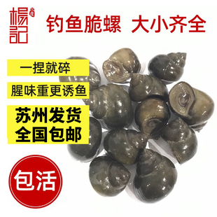 挂钩钓鱼螺大青鱼脆螺鲜活田螺活体螺蛳石螺鱼饵饵料乌青打窝