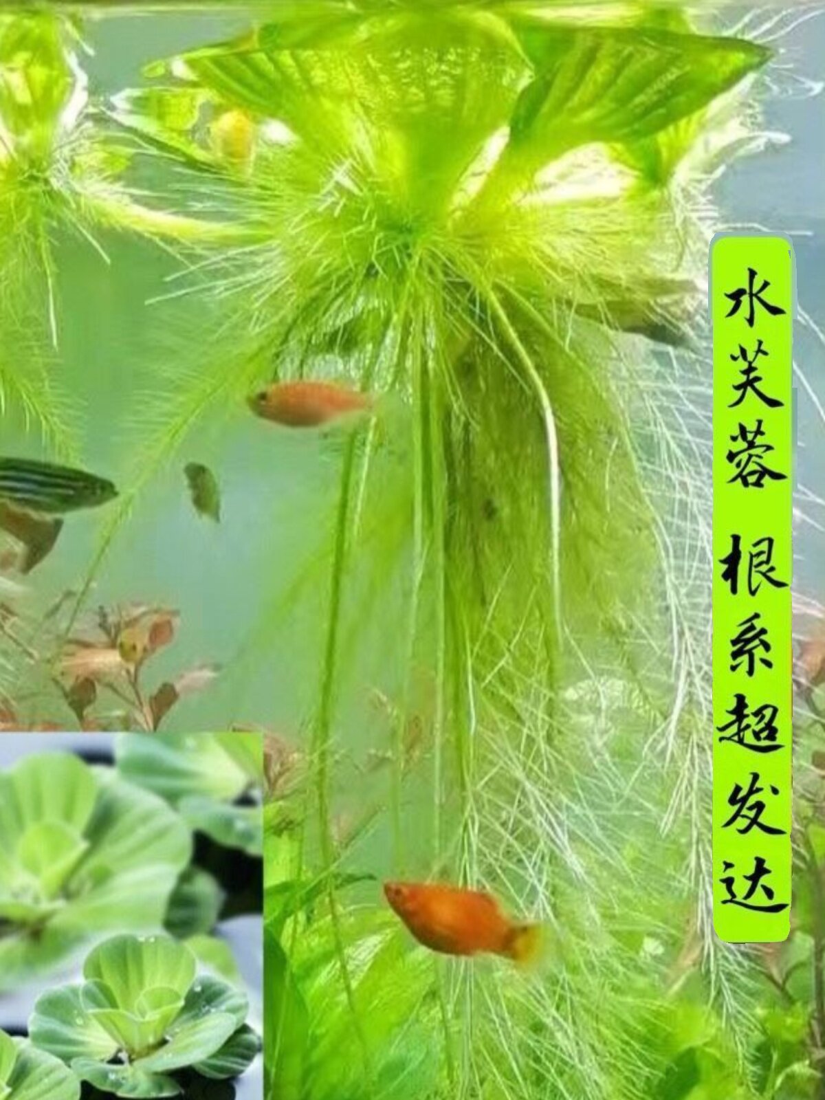 浮萍水草植物造景的养龟缸养鱼缸用品漂浮水芙蓉苗水葫芦包邮