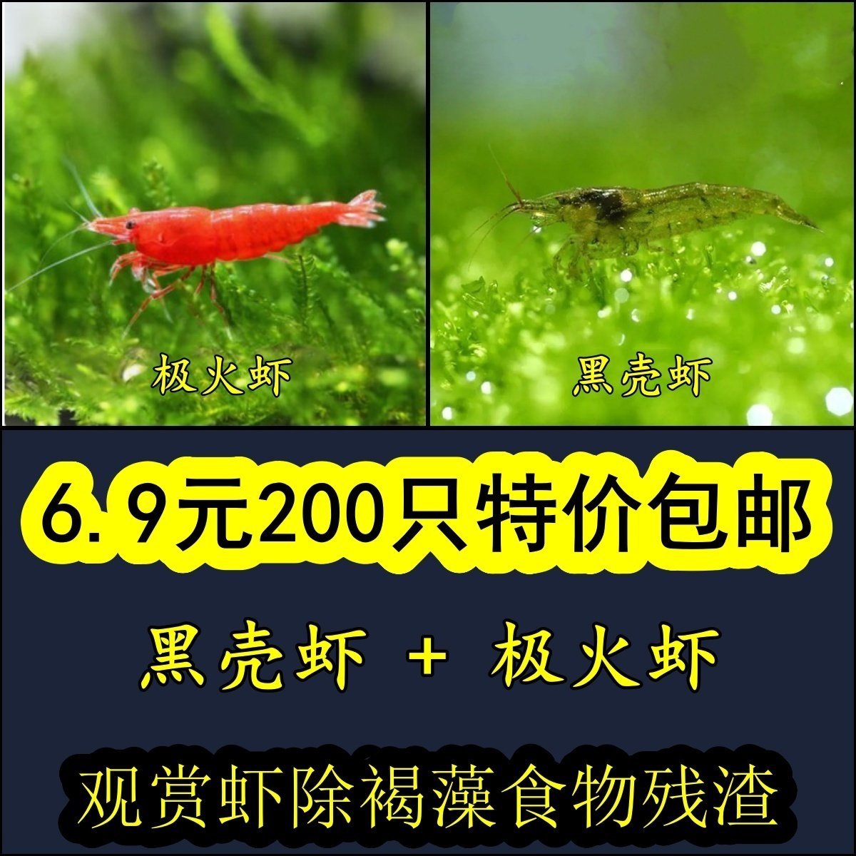 黑壳虾除藻虾观赏虾工具虾花腰虾中华小长臂除丝藻刚毛藻饲料虾,宠物/宠物食品及用品,虾,淘宝优惠券,粉丝福利购,淘宝优惠卷