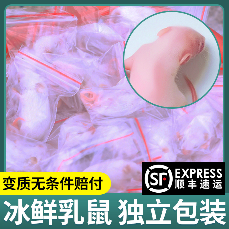 顺丰包邮乳鼠喂蛇小白鼠红皮粉皮白霜食物冰冻宠物蛇饲料粮幼猫龟