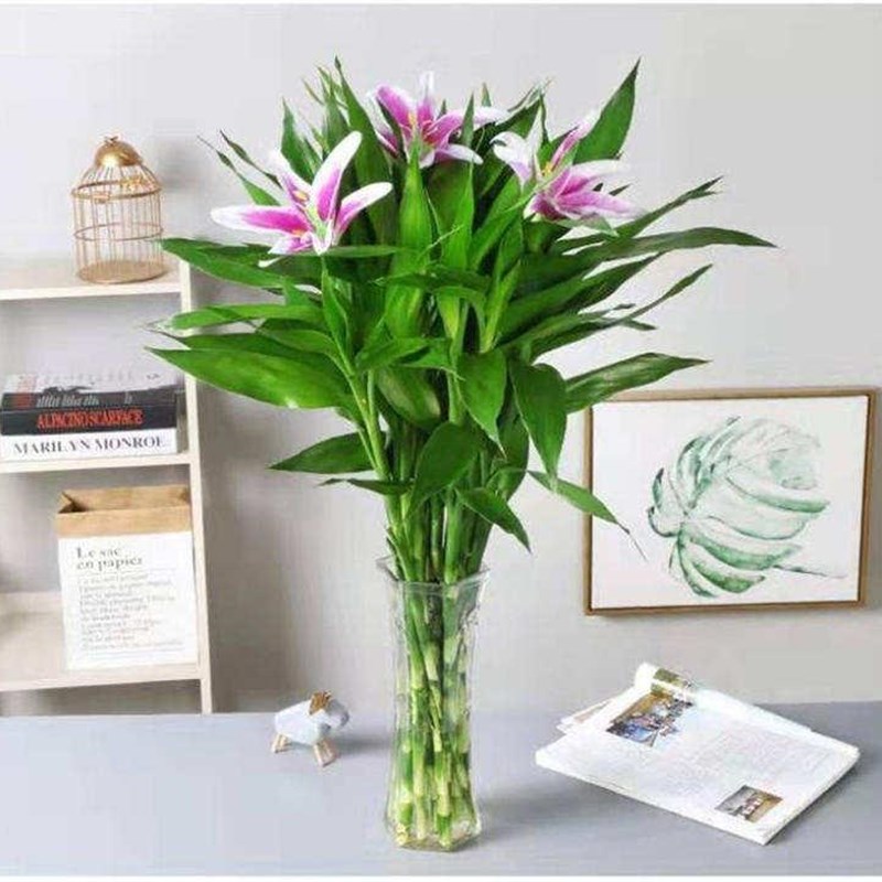 极速富贵竹院f子水中净化家养室内外客厅耐寒草木冬天公司水培好