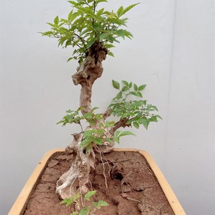 极速黄荆盆景舍利老桩