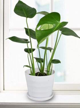极速Monstera deliciosa plant large leaf Kformaldehyde absorp