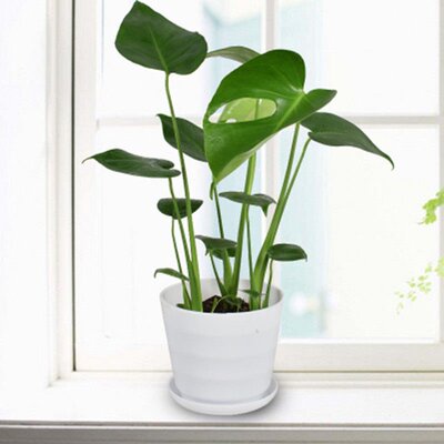 极速Monstera deliciosa plant large leaf Kformaldehyde absorp