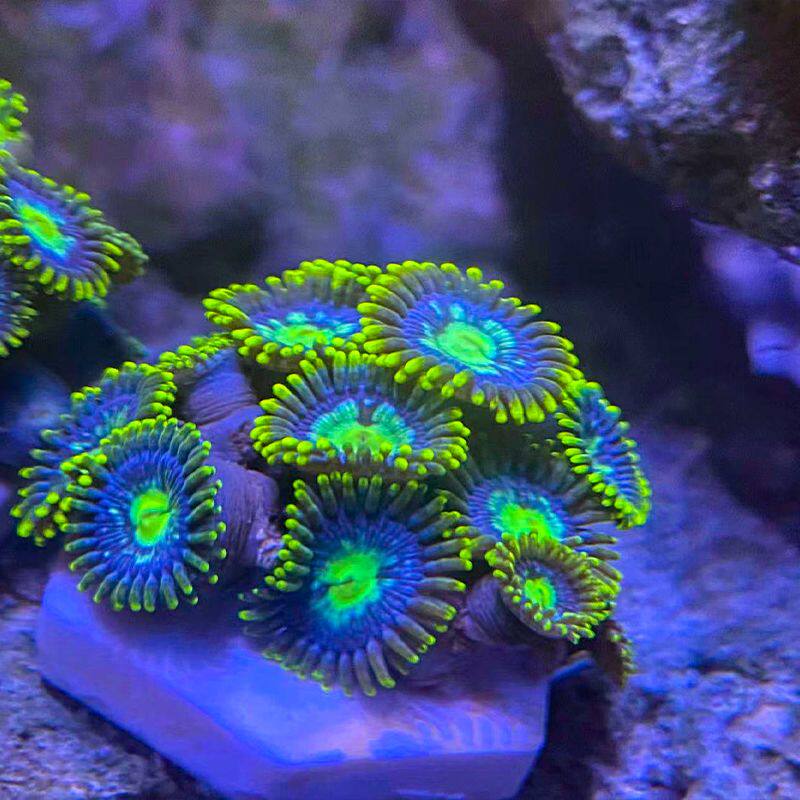 极速海水纽扣珊瑚海缸除藻生物海C水珊瑚沙群海葵花群海葵造景海