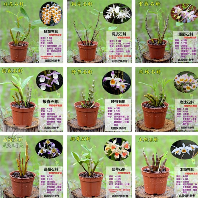 极速石斛小苗铁皮石斛盆栽鼓槌球花叠鞘报春金钗天U宫春石斛兰花