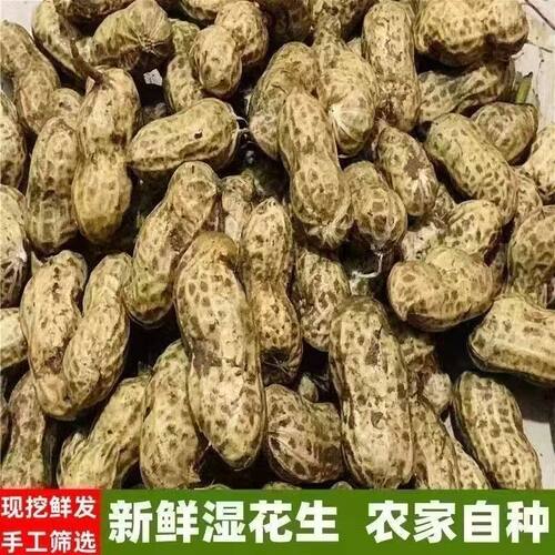 2026新鲜湿花生农家水煮花生