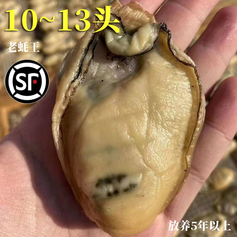 金蚝皇10-13头台山金蚝