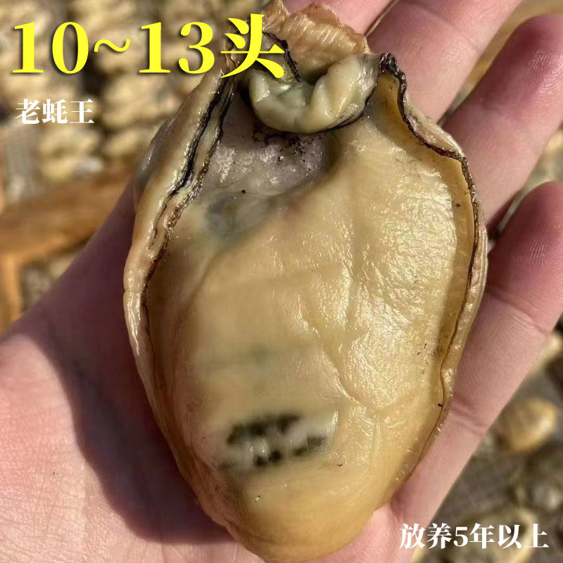 金蚝皇10-13头台山金蚝