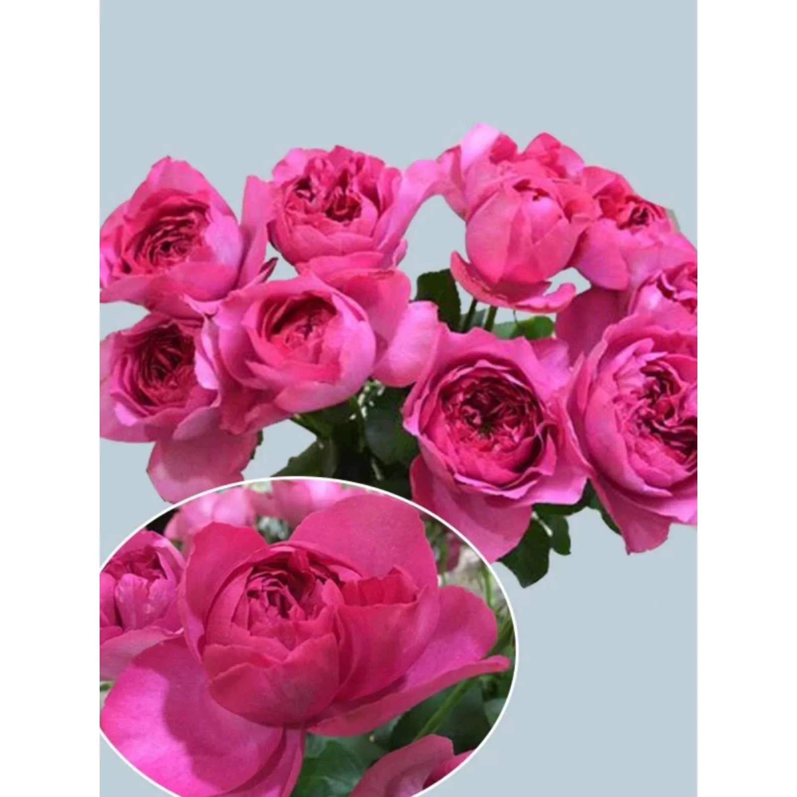 伊芙花环 大花浓香小苗扦插月季耐养阳热好台庭院稀有绿植新品