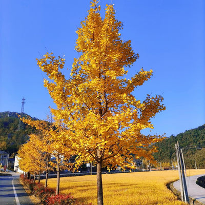 金叶银杏树活苗室外树苗大树庭院风景树大型行道园林绿化工程苗木