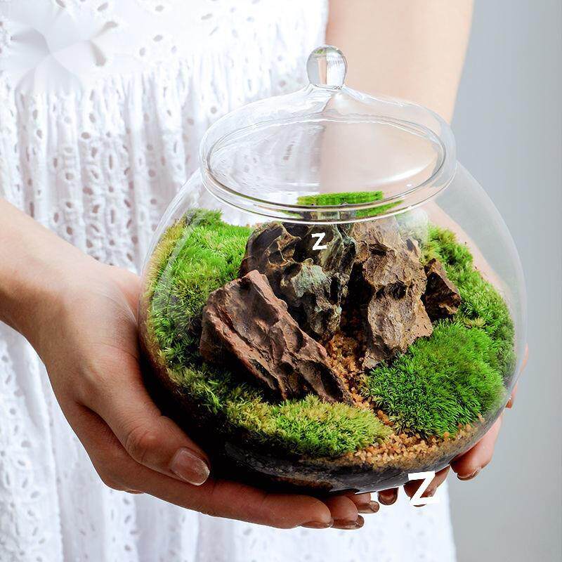 苔藓植物微景观生态瓶盆景室内桌面趣味微型景观创意绿植摆件