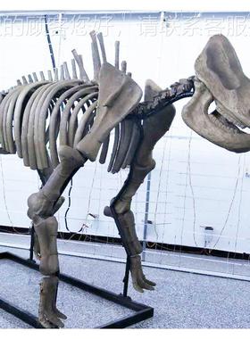 大玻型恐龙化石:1骨架博物馆商1场家橱窗庭院璃16677钢摆件厂直销