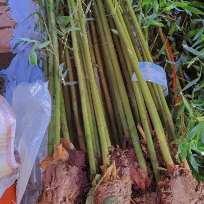 竹子苗盆栽庭院植物绿化观赏竹北方耐寒四季常青竹好养绿植易成活