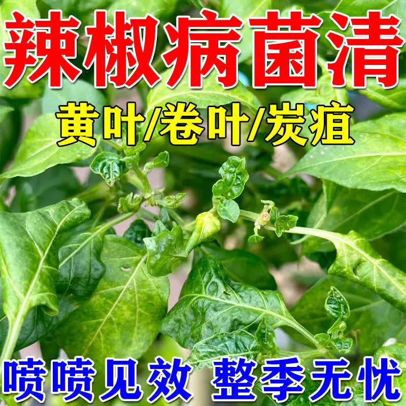 辣椒病毒病专用液缩叶病肥防治炭疽黄叶枯萎灰霉病复合微生物菌剂