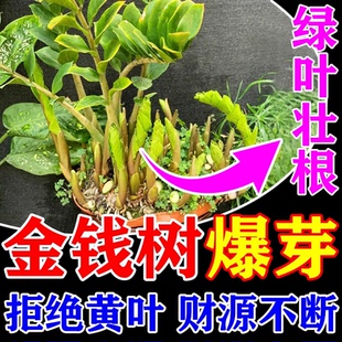 龙竹营养液转运竹水养带根水培专用富贵竹快速生根液黄叶植物通用