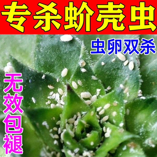 多肉蚧壳虫专用病虫害杀虫杀菌白粉病