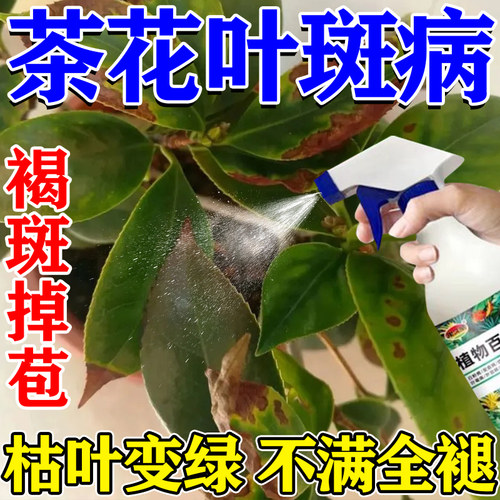 山茶花黑斑枯叶病叶斑病枯叶焦尖