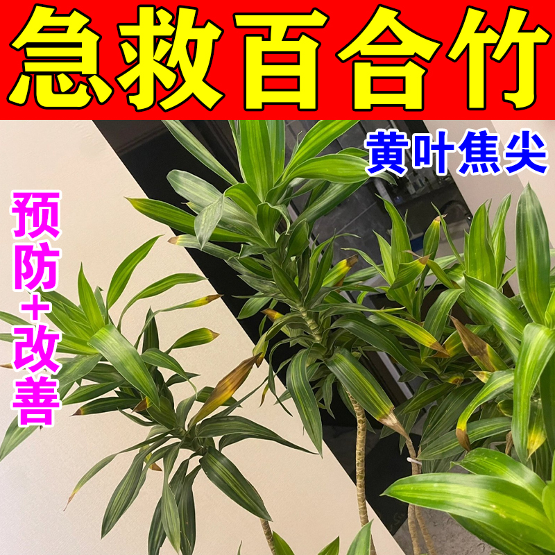 百合竹肥料专用营养液防止黄叶烂根焦尖掉叶子枯萎免稀释有机养料