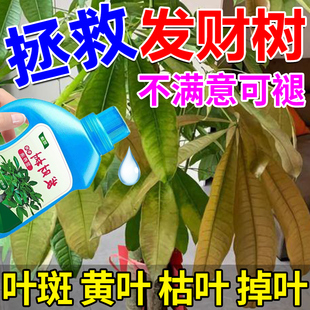 发财树营养液叶子发黄掉叶烂根专用枯黄叶起斑绿植物肥料专用肥料
