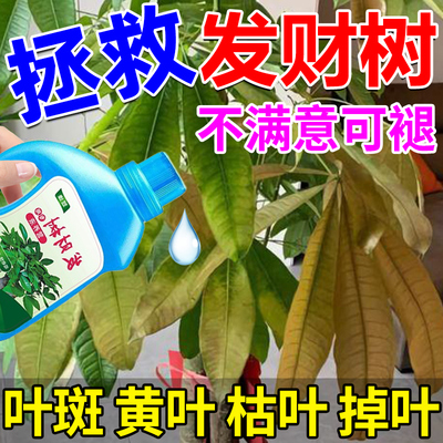 依春发财树营养液叶子发黄掉叶