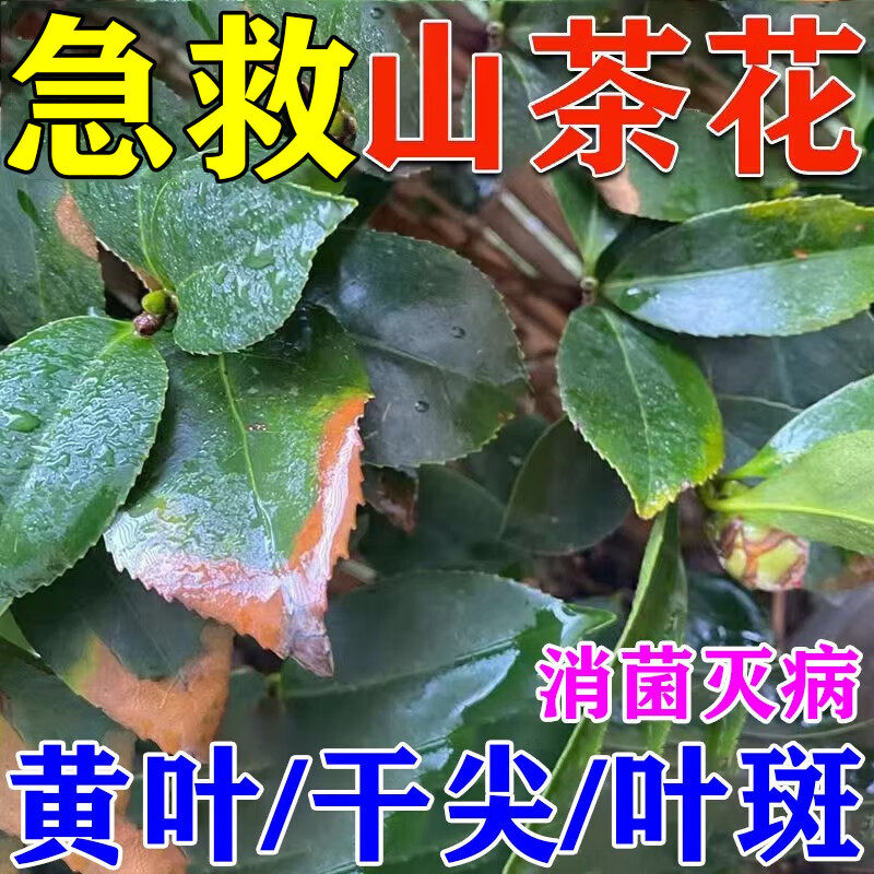 茶花叶斑病农肥枯黄焦尖黑锈炭