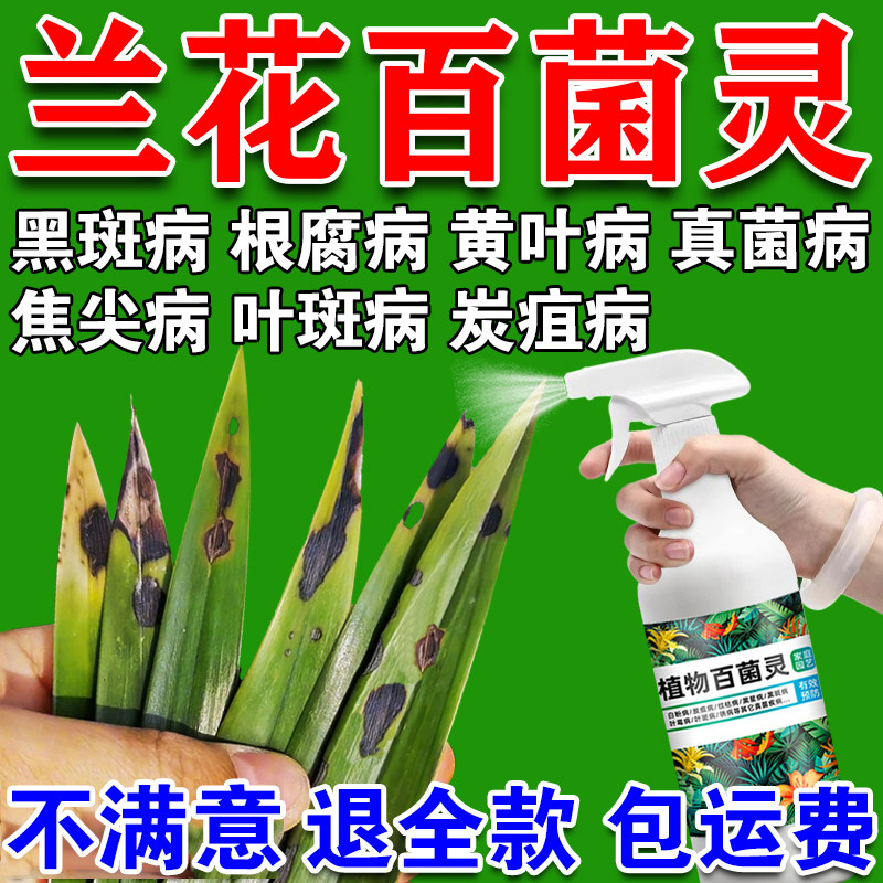 兰花黑斑病专用肥料预防黄叶焦尖发黑烂根营养液建兰系列兰花植物
