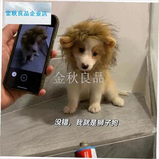 物头套搞怪网红帽子可爱小熊狮子B头饰可爱猫咪狗狗变装套头玩偶.