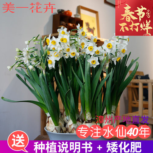 【一级】水仙花种球重瓣雕刻水仙大冬季水养好养水培漳州水仙花球