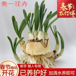 【矮化好春节开花】水仙花种球发芽水培春节开花带芽发货