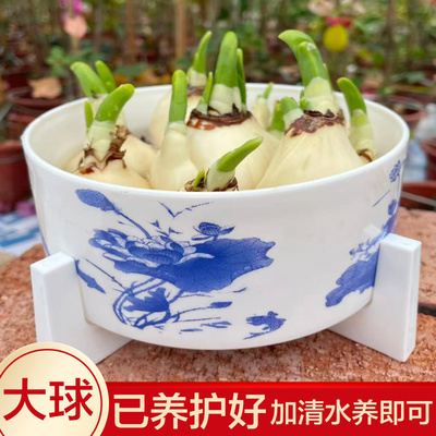 【矮化好春节赏花】水仙花种球发芽水培带芽带盆发货