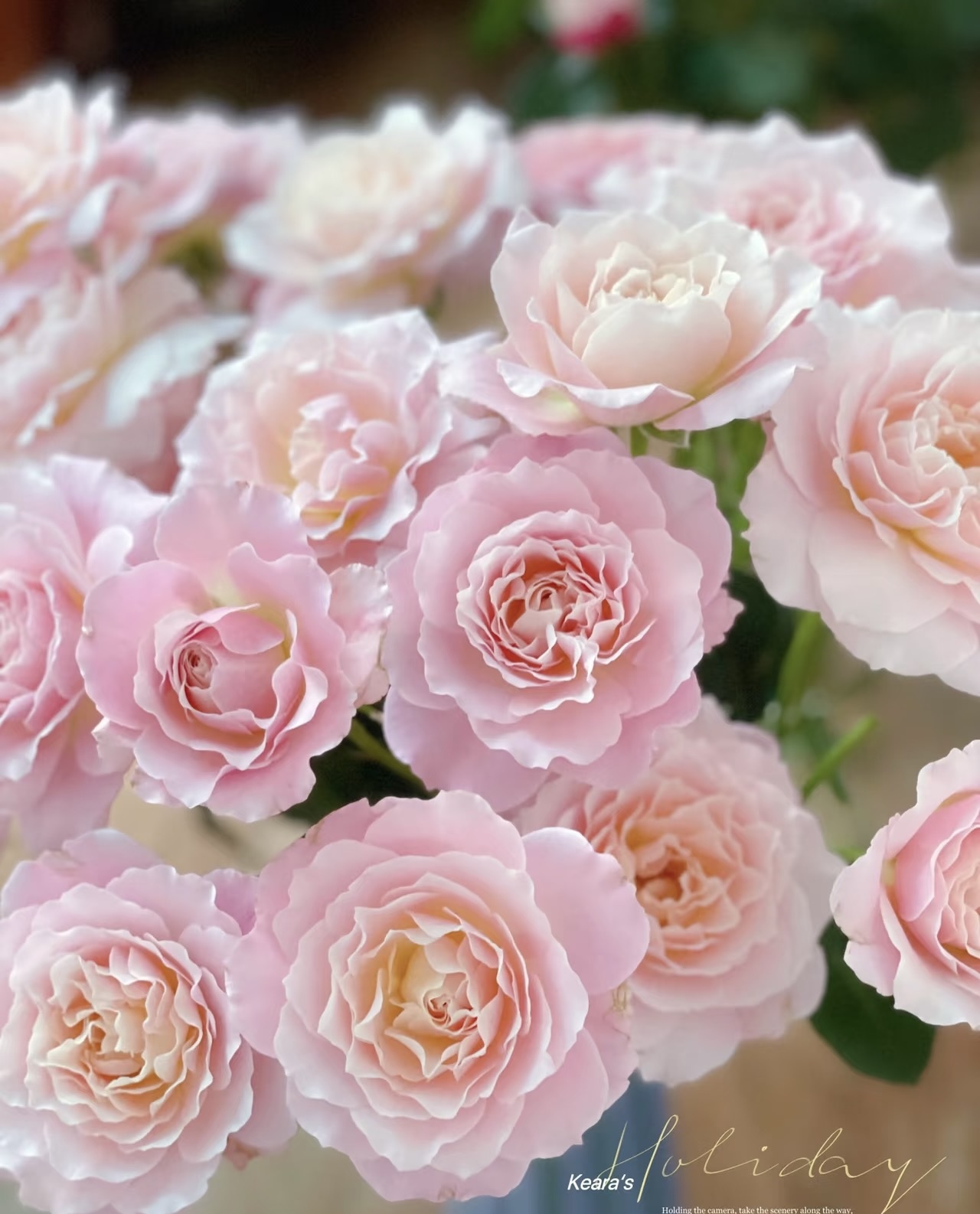 【闪闪发光】月季花苗盆栽阳台庭院花卉四季开花