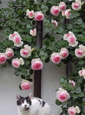 植得   1加仑独颗专拍链接大盆切花月季