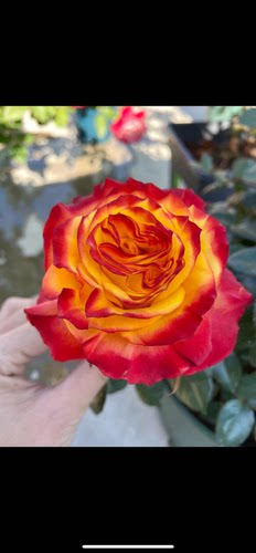 植得【胜利女神】花朵呈高大直立状，花瓣厚实且硬挺