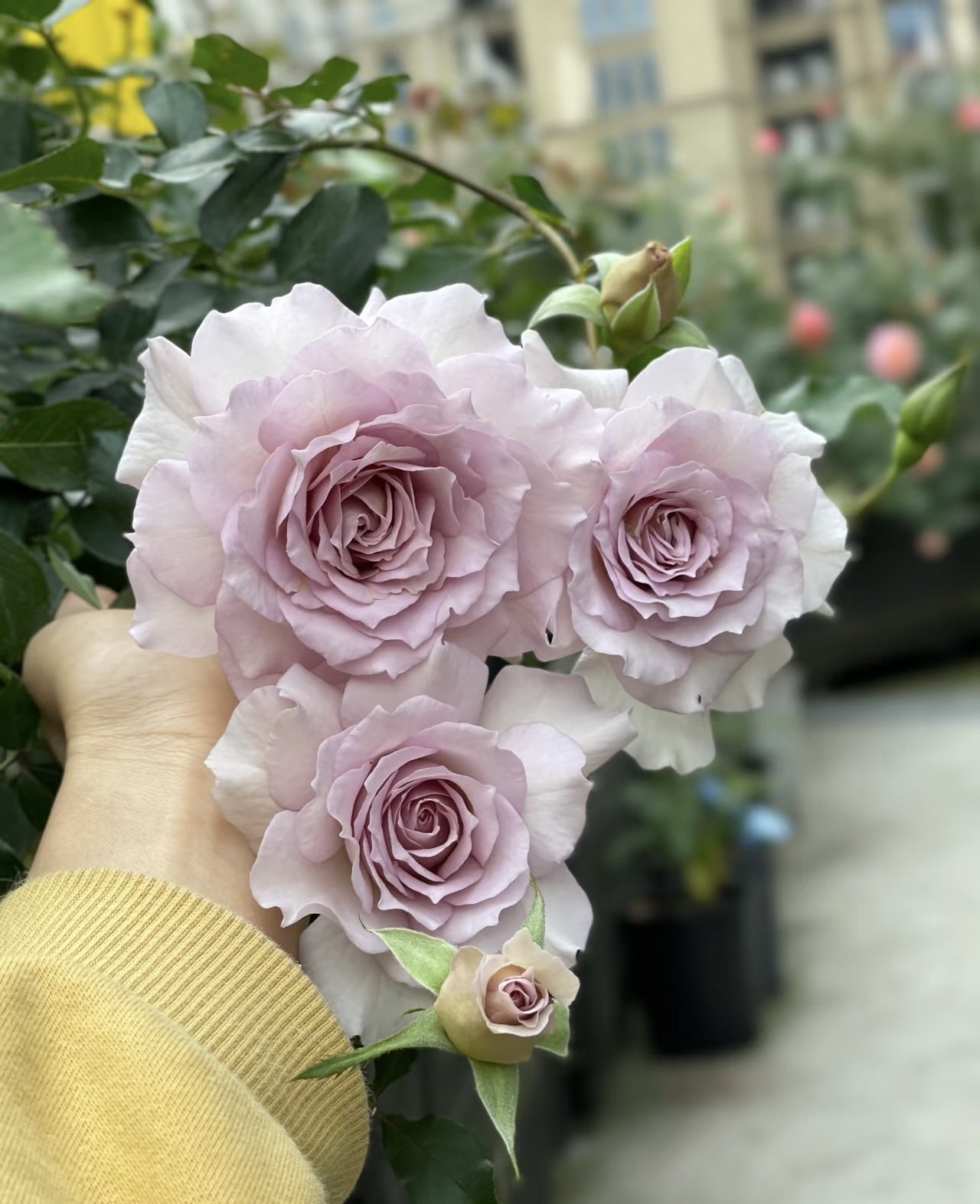 【新浪潮】月季花苗盆栽阳台庭院花卉四季开花,鲜花速递/花卉仿真/绿植园艺,月季/蔷薇/玫瑰,淘宝优惠券,粉丝福利购,淘宝优惠卷