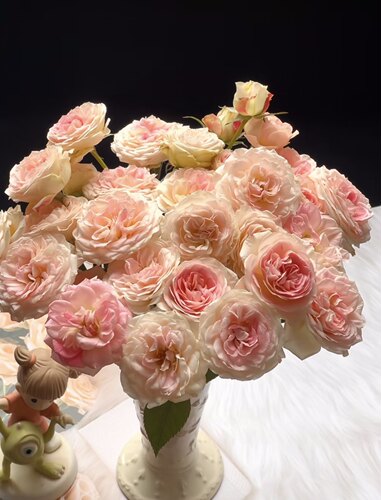 【花间公主】缤纷育种新品