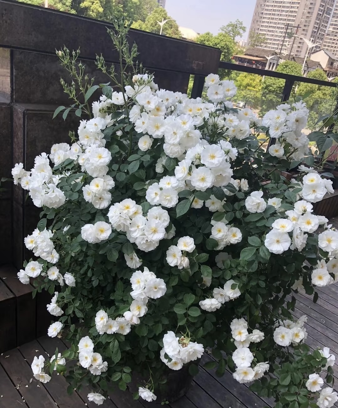 【直立冰山】藤本月季四季开花爬藤植物庭院阳台盆栽花卉植物