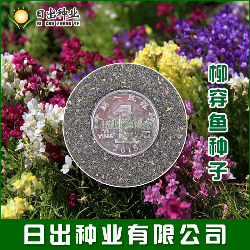 柳穿鱼种子 小金鱼草 多年生花卉 景观花海花镜花坛庭院花草种子