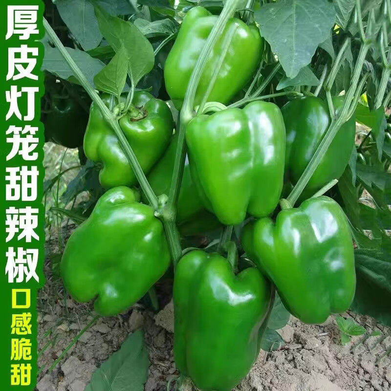 大甜椒种子大椒青椒灯笼椒菜椒辣椒种子阳台盆栽有机蔬菜四季易活