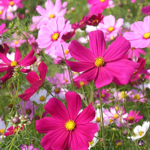四季播种波斯菊种子格桑花种子