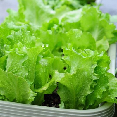 易活奶油生菜种子阳台专用易活播种子口感好可生吃有机生菜籽