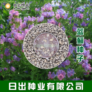 蓝蓟种子 混色 蓝刺头 苏格兰国花希腊神话大地女神之花 春播秋播