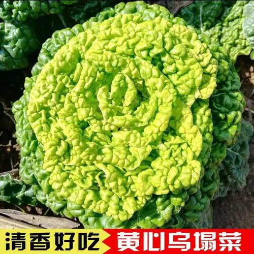 T91黄心乌塌菜种子 家庭蔬菜种子
