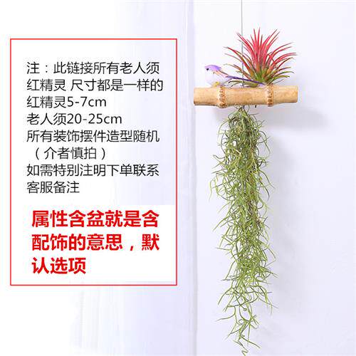 速发空气凤梨无土植物老人须空气草松萝J墙壁吊挂室内垂吊绿植花