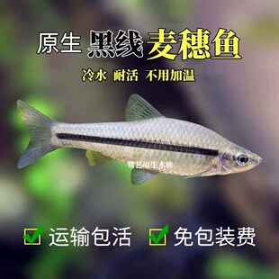 冷水黑线麦穗鱼不用加温好养活群游观赏鱼小型淡水原生一眉道人鱼