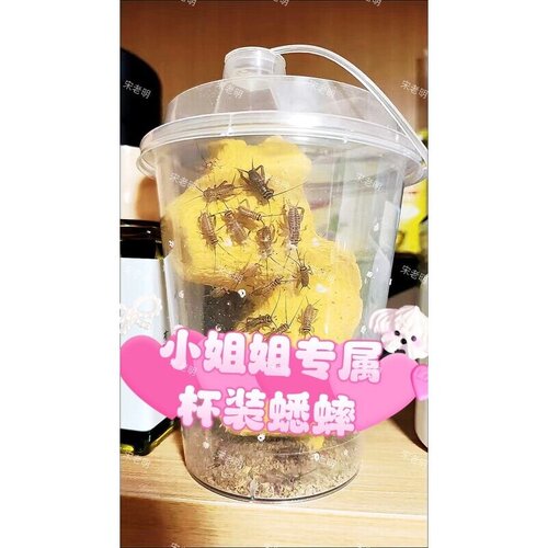 白蛐蛐杯装蟋蟀活体饲料活物蜥蜴守宫角蛙树蛙龙鱼鸟针头油葫芦